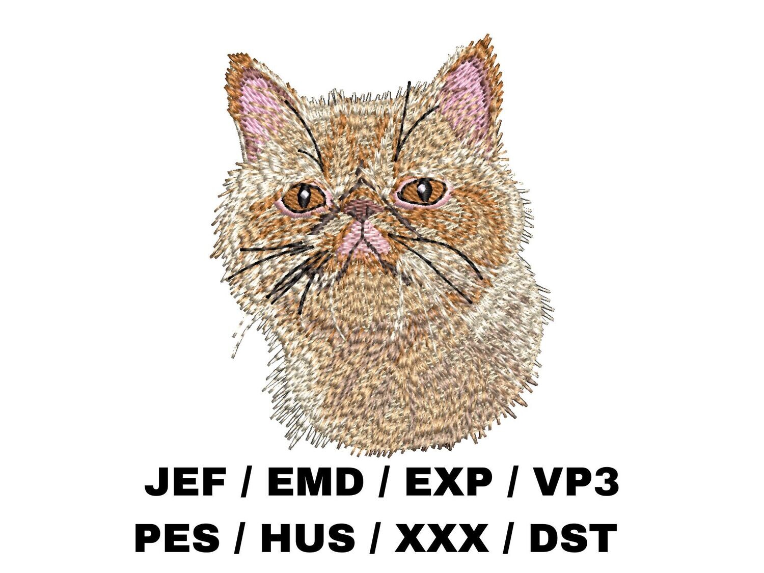 Exotic Shorthair