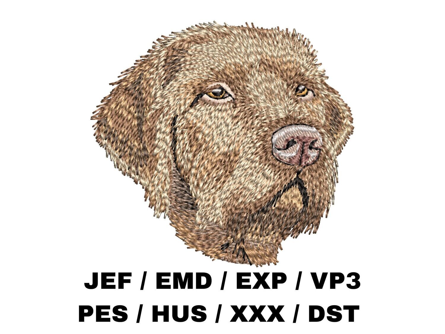 Wirehaired Vizsla