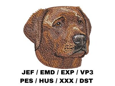 Labrador Retriever 17