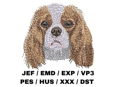 Cavalier King Charles Spaniel 1