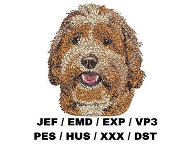 Labradoodle