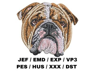 English Bulldog 4