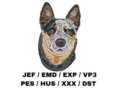 Australian Cattle Dog 2