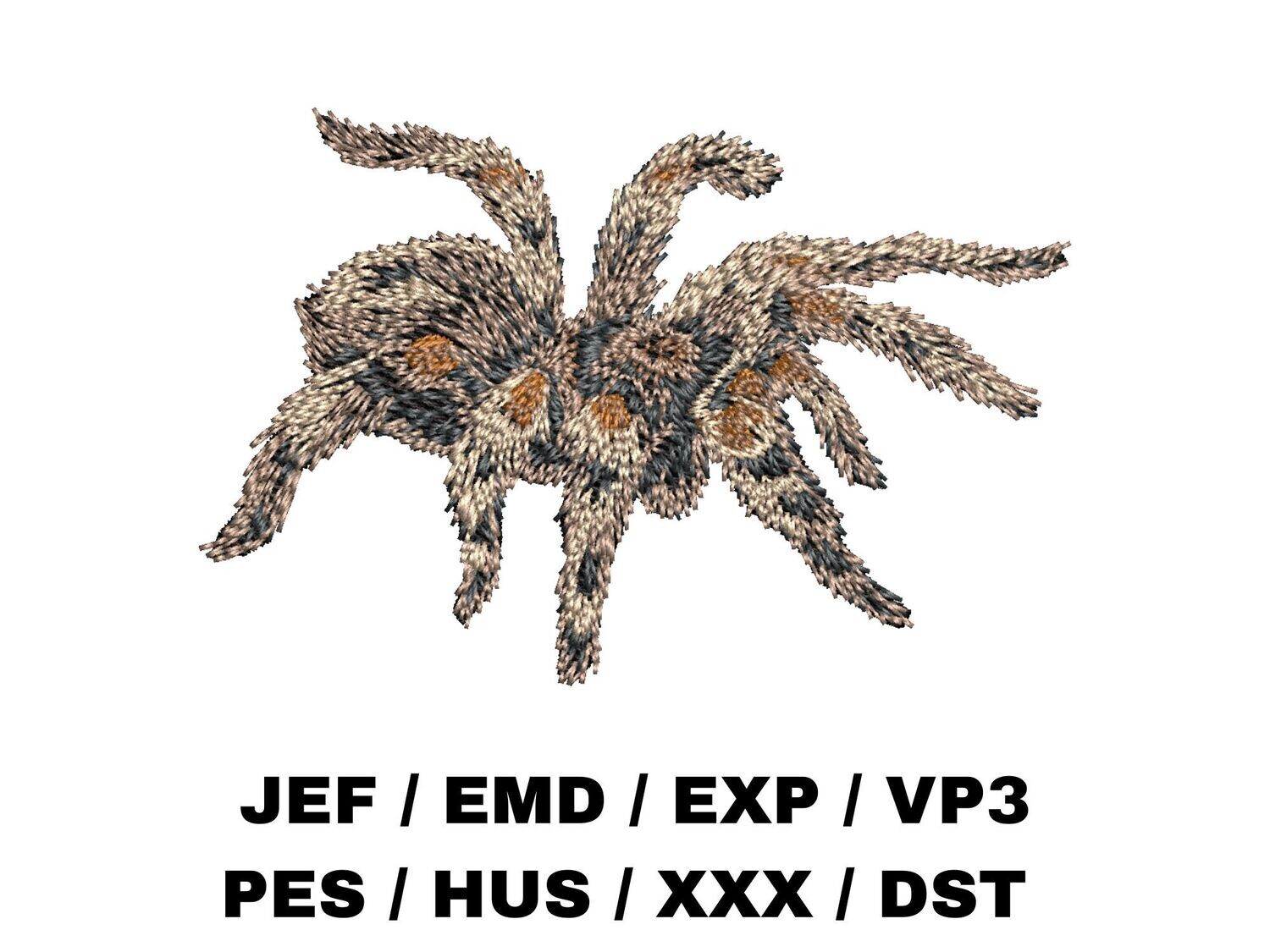 Tarantula Spider