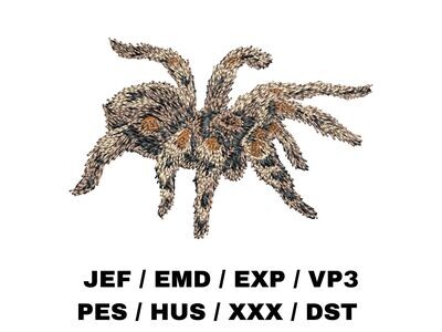 Tarantula Spider