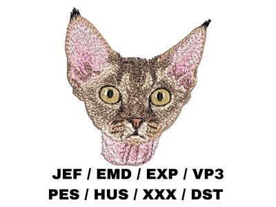 Devon Rex