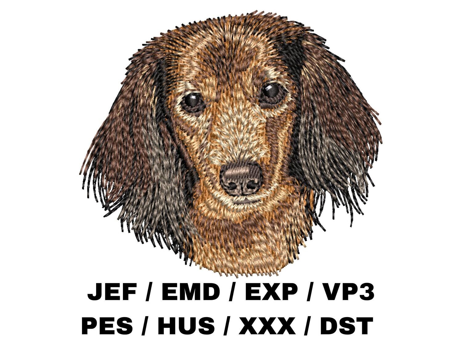 Dachshund 4