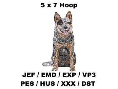 Australian Cattle Dog - Full Body
