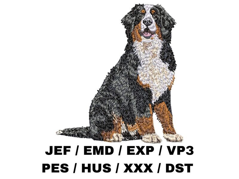 Bernese Mountain Dog 4 - Full Body