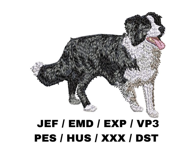 Border Collie 4 - Full Body