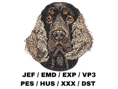 English Cocker Spaniel 3