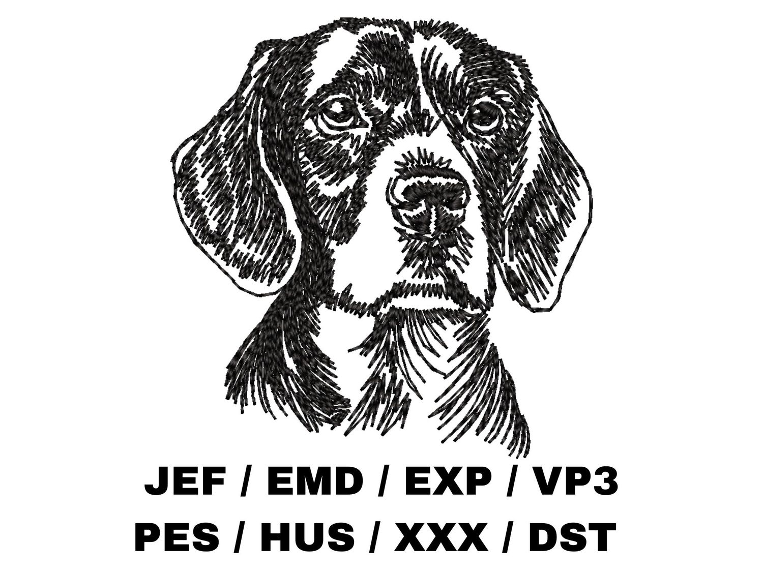 Beagle Sketch