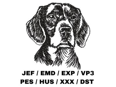 Beagle Sketch