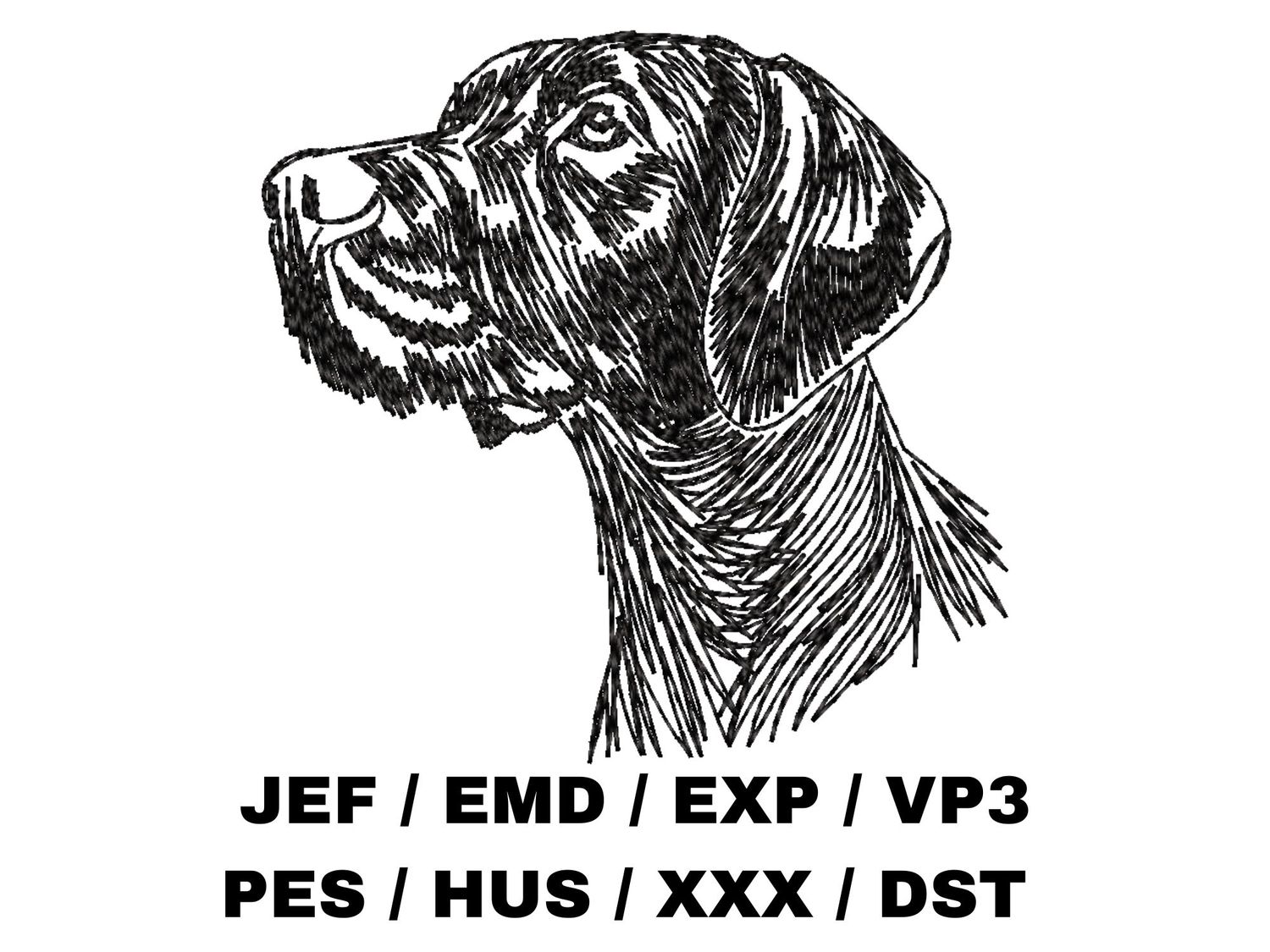 German Shorthaired Pointer Sketch