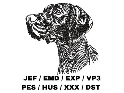 German Shorthaired Pointer Sketch
