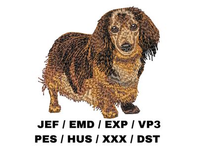 Dachshund 5 - Full Body