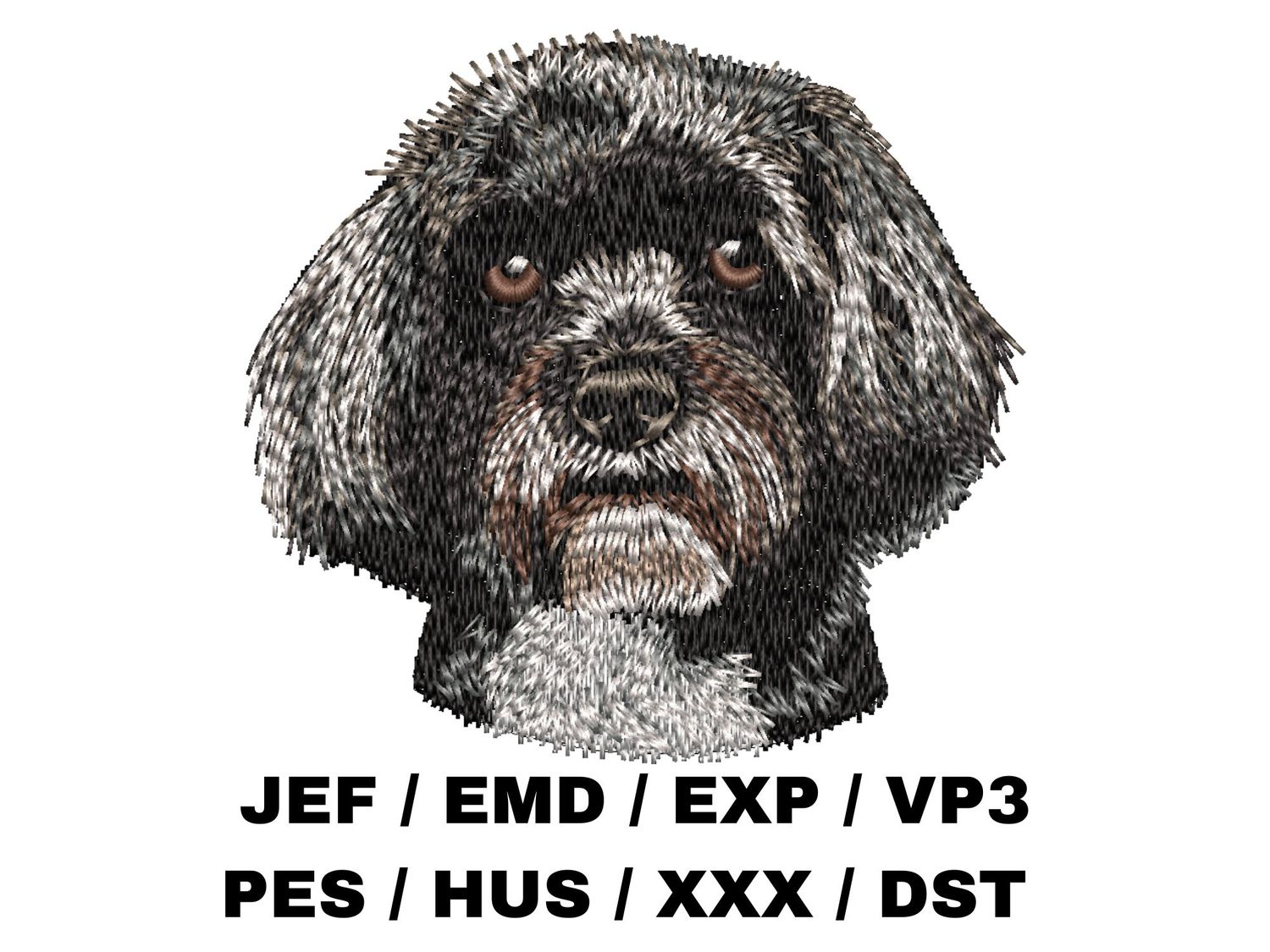 Havanese 3