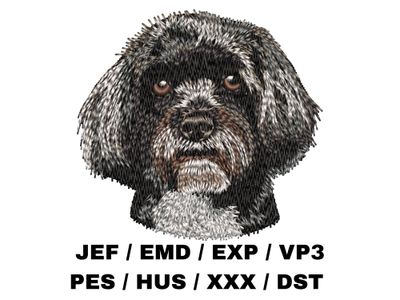 Havanese 3