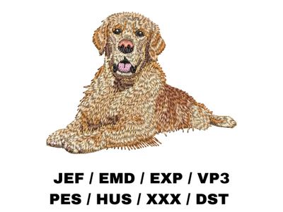 Golden Retriever 5 - Full Body