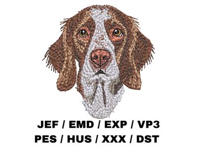 Irish Red and White Setter