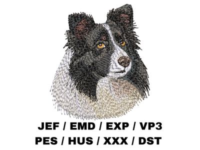 Shetland Sheepdog 4