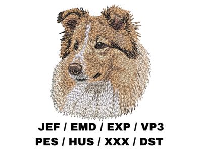 Shetland Sheepdog 5