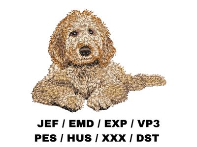 Goldendoodle 6 - Full Body