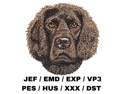 American Water Spaniel
