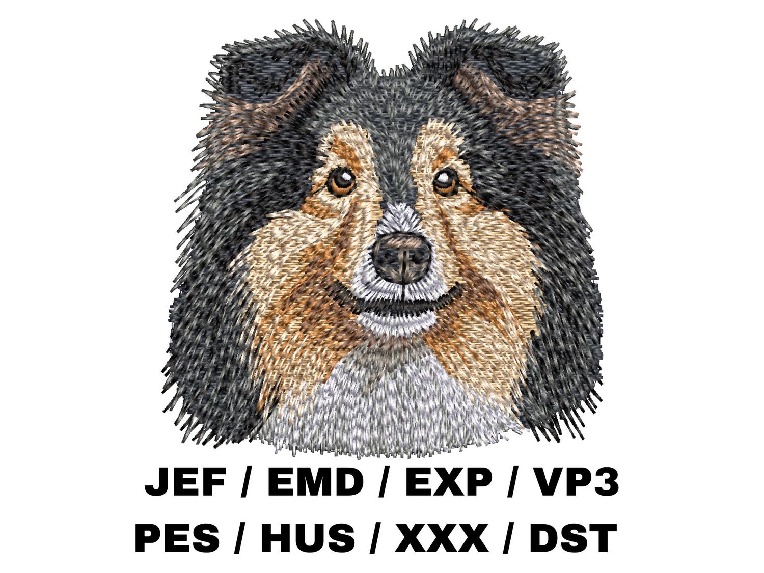 Shetland Sheepdog 6