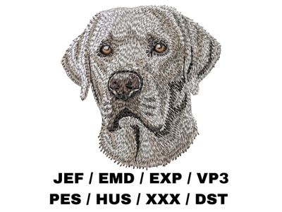 Labrador Retriever 16