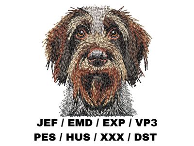 Wirehaired Pointing Griffon 2