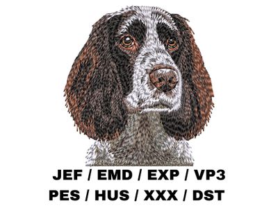 English Springer Spaniel 2