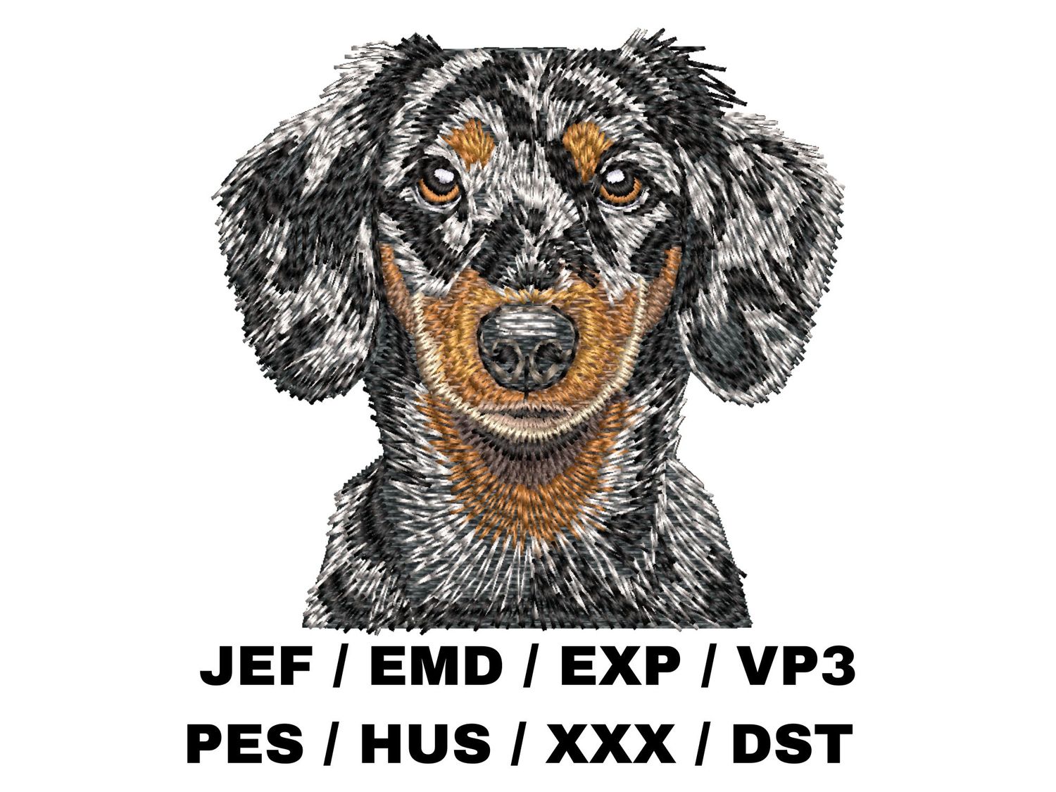 Dachshund 7