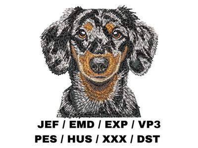 Dachshund 7