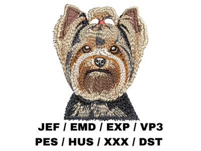 Yorkshire Terrier 4
