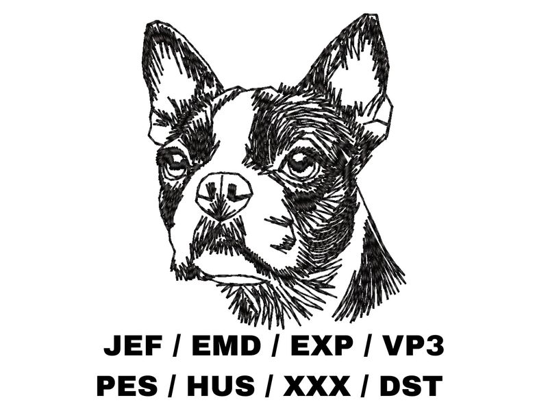 Boston Terrier Sketch
