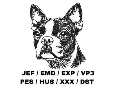 Boston Terrier Sketch