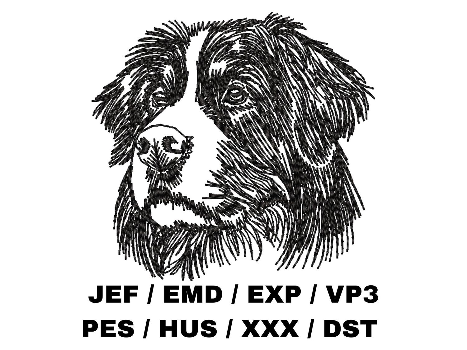Bernese Mountain Dog Sketch