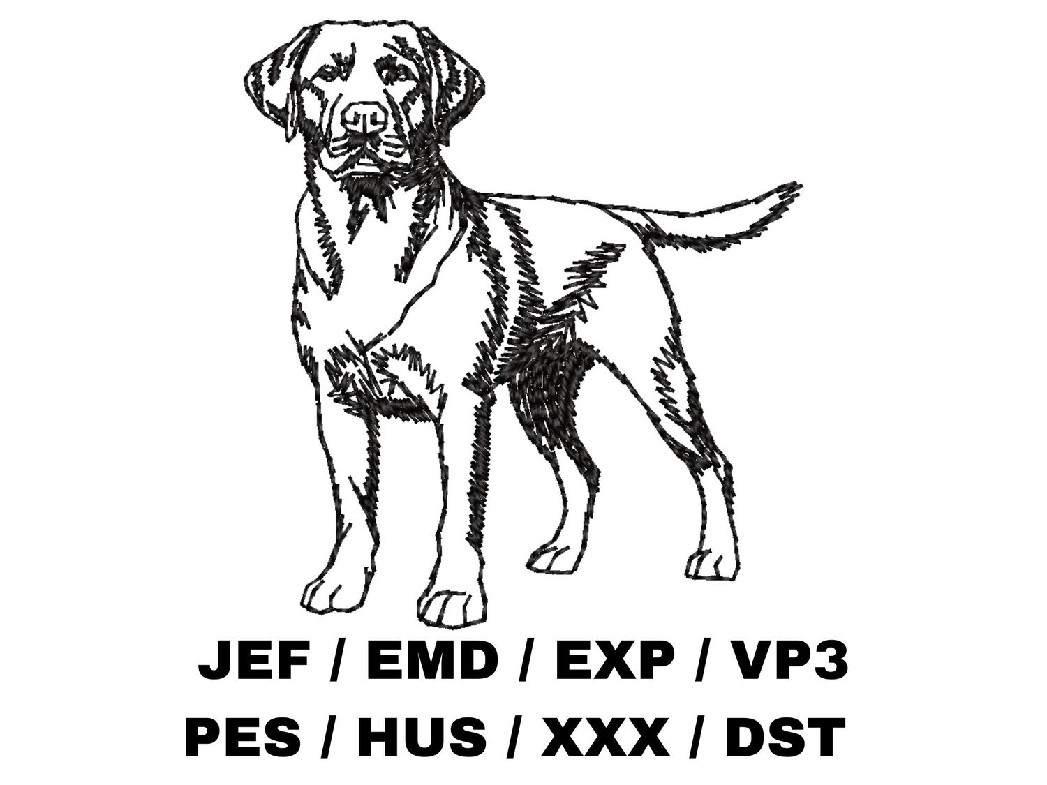 Labrador Retriever Sketch - Full Body