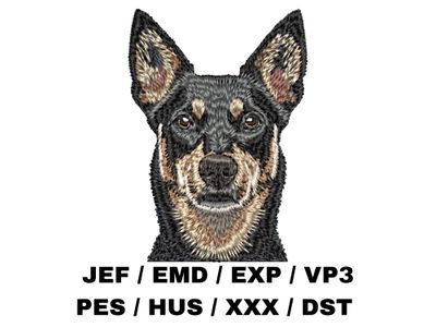 Australian Kelpie