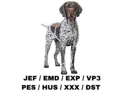 German Shorthaired Pointer 6 - Full Body