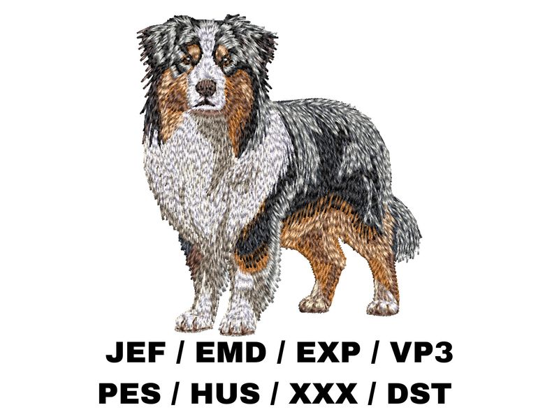 Australian Shepherd 9 - Full Body