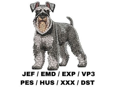 Miniature Schnauzer 7 - Full Body