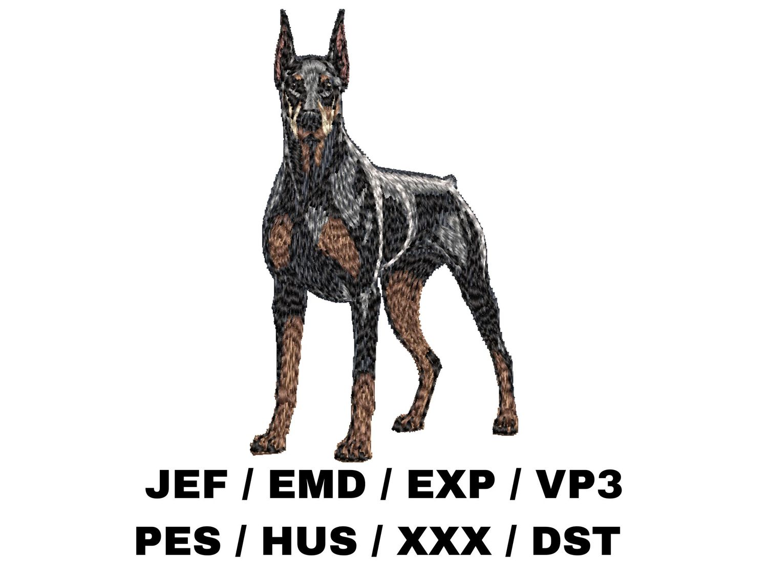 Doberman Pinscher 6 - Full Body