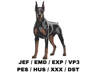 Doberman Pinscher 6 - Full Body