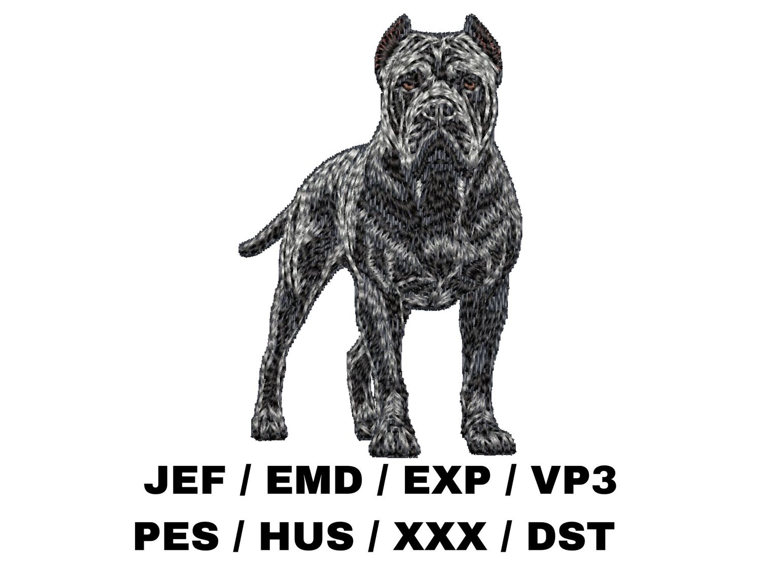 Cane Corso 4 - Full Body