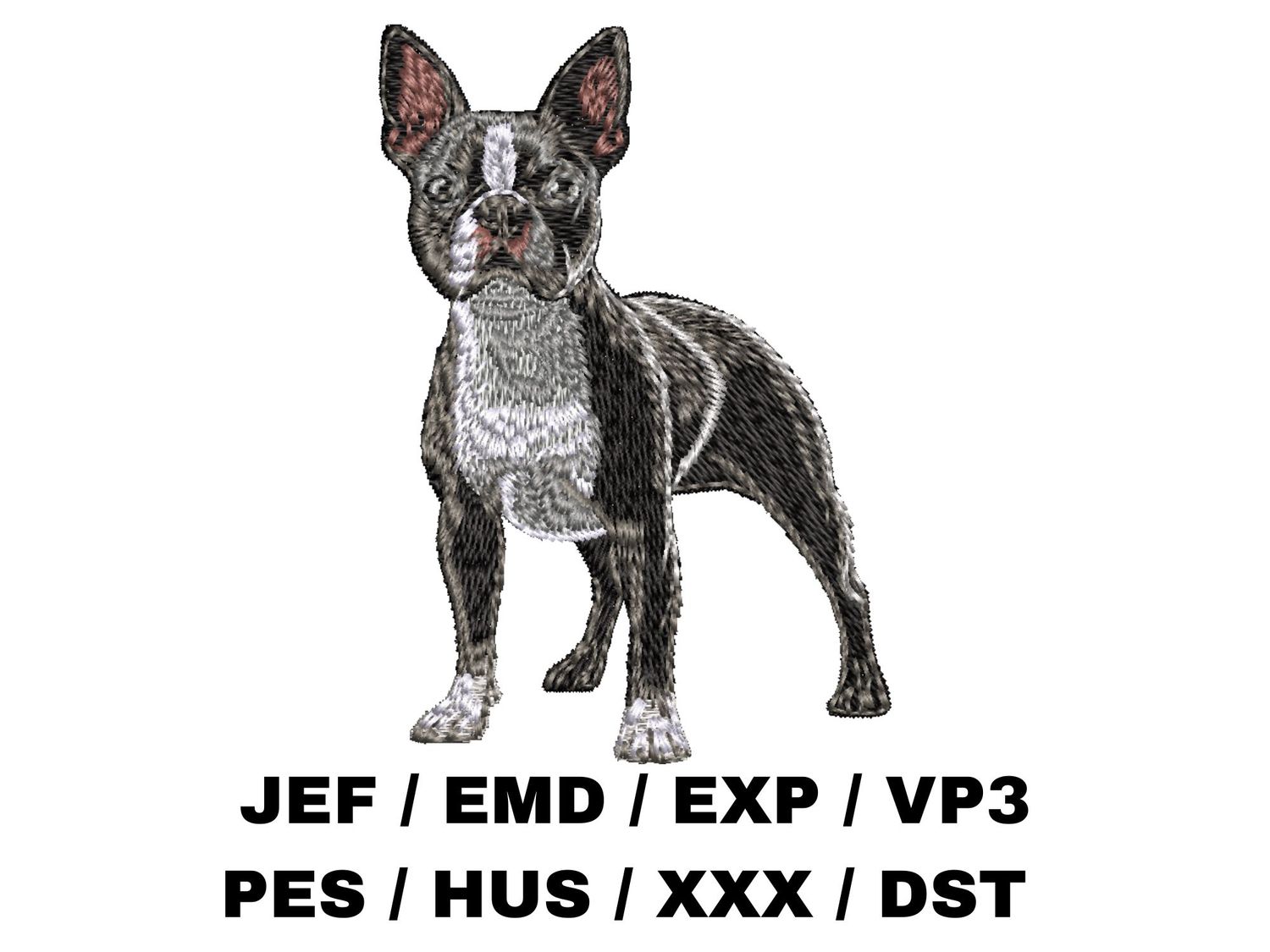 Boston Terrier 5 - Full Body