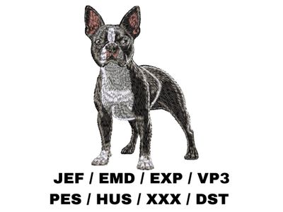 Boston Terrier 5 - Full Body