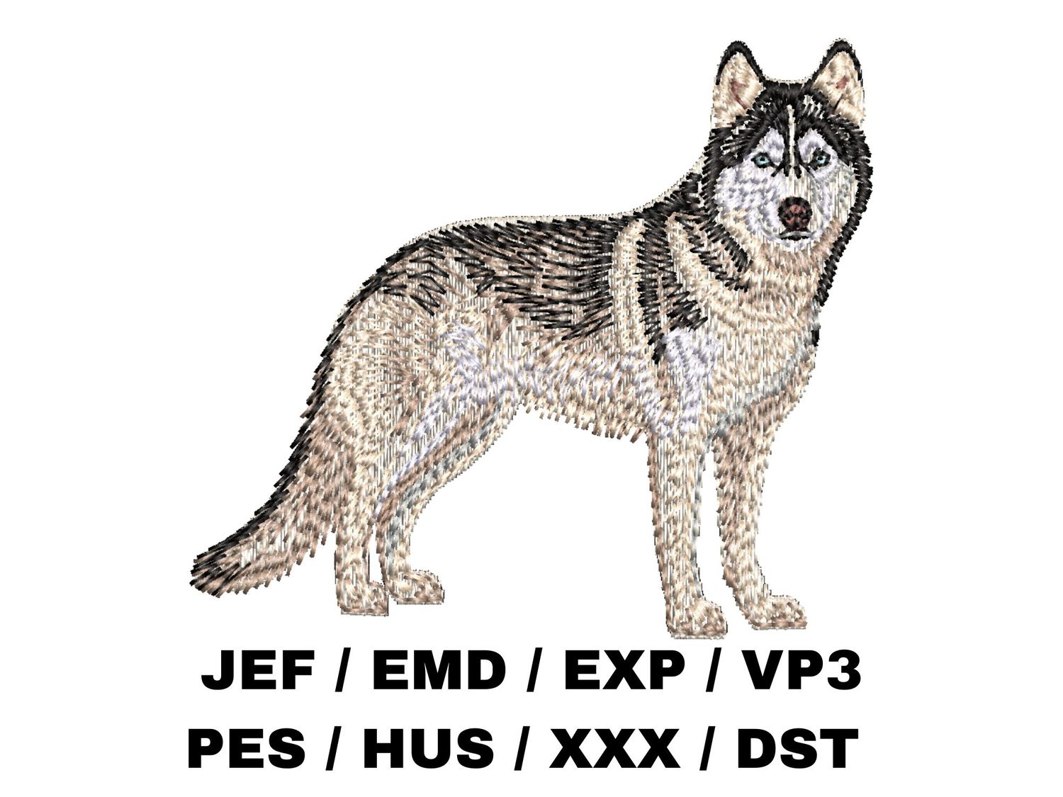 Siberian Husky 5 - Full Body