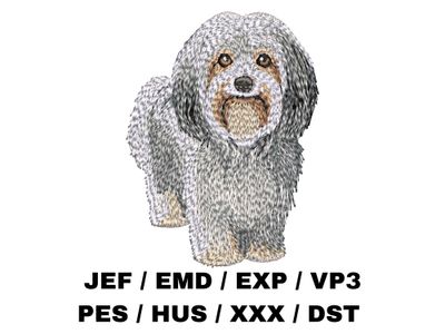 Havanese 4 - Full Body